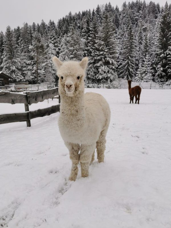 Alpaka weißer Winterfreund